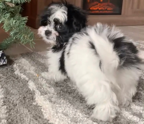 Maltese Shih Tzu